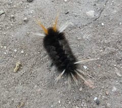 Polilla Americana